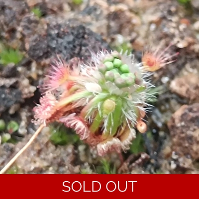 Drosera closterostigma Mogumber, 10+ gemmae